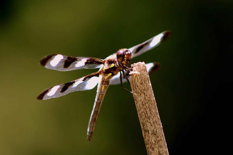 Bouquet bug dragonfly