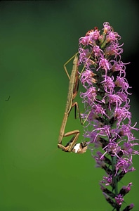 Blossoming bug praying mantis photo