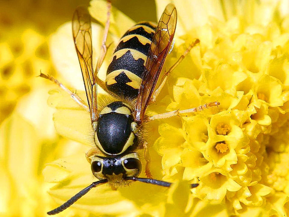 Beautiful Photo bug close-up