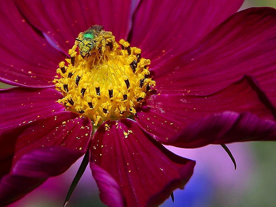Blossom bug 