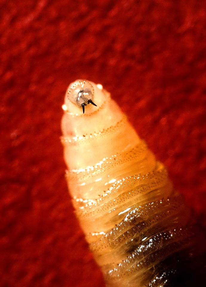 Close close-up larva