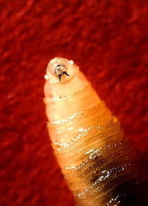 Close close-up larva photo