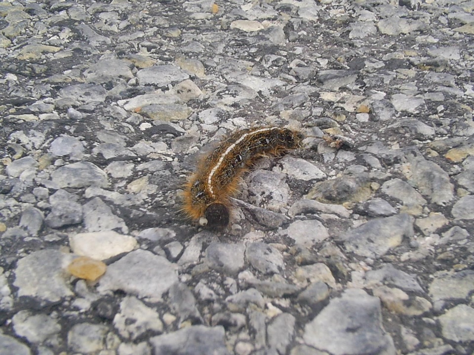 Caterpillar shop tent caterpillar