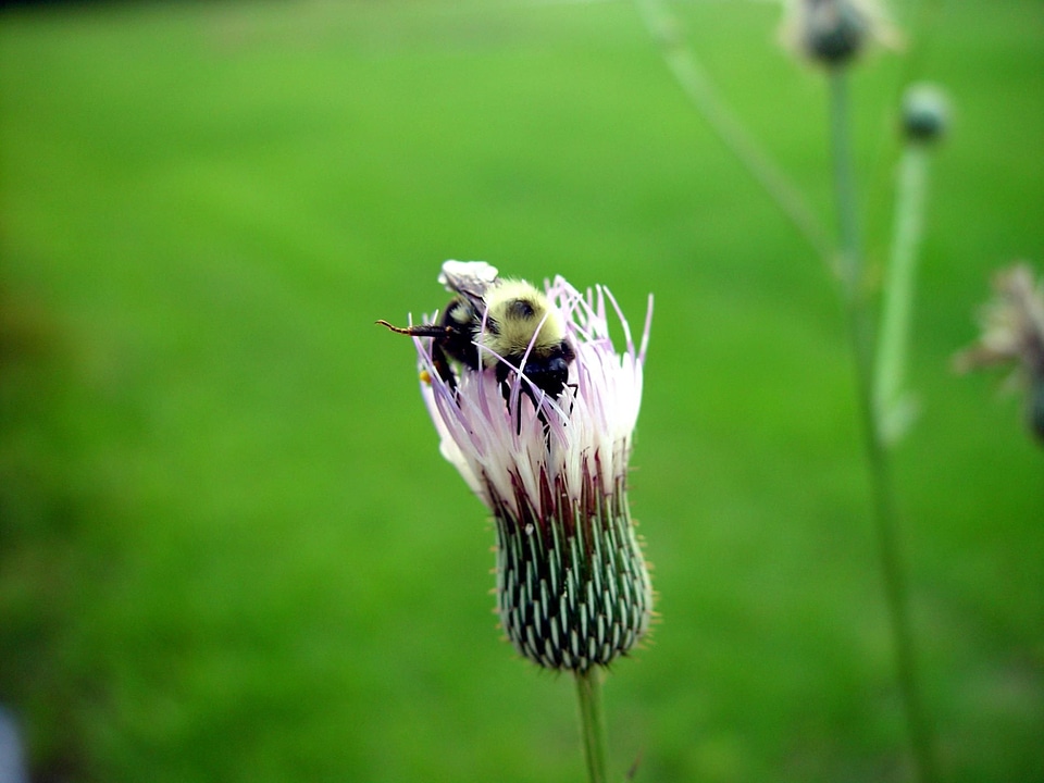 Bee blossom Dipsacus fullonum
