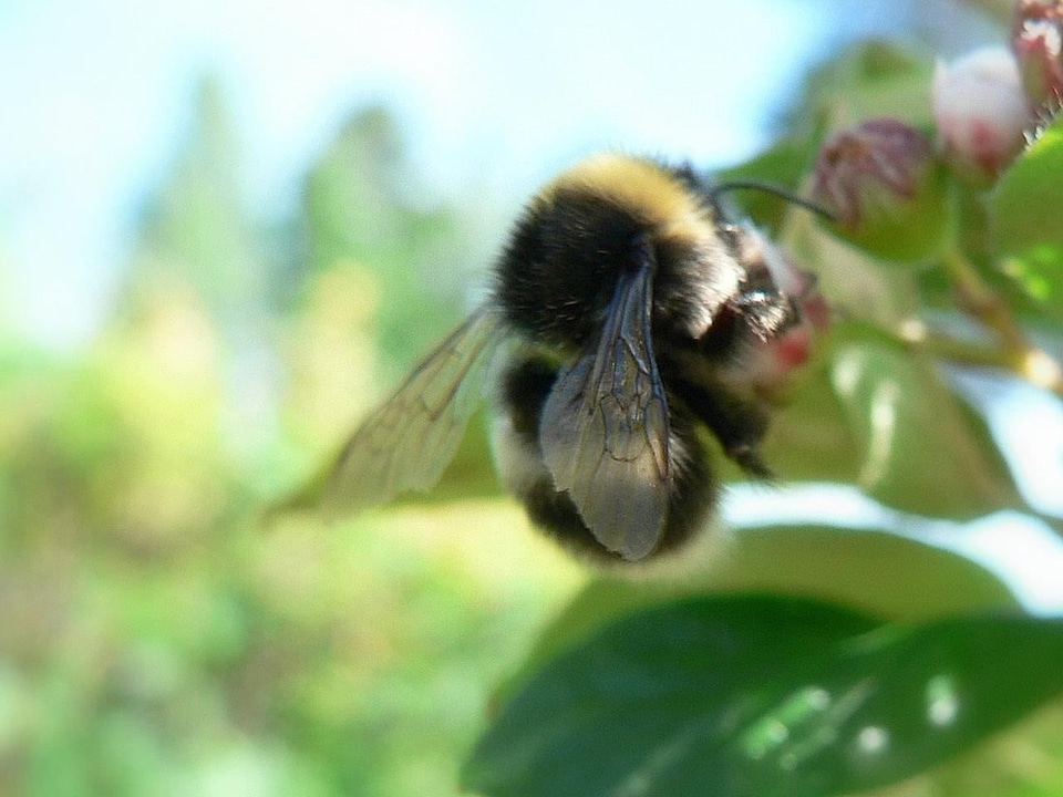 Bumblebee collecting 