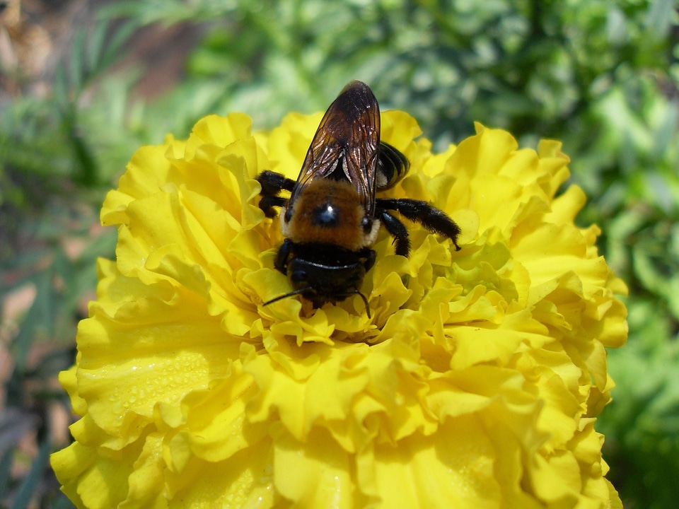 Bee blossom macro