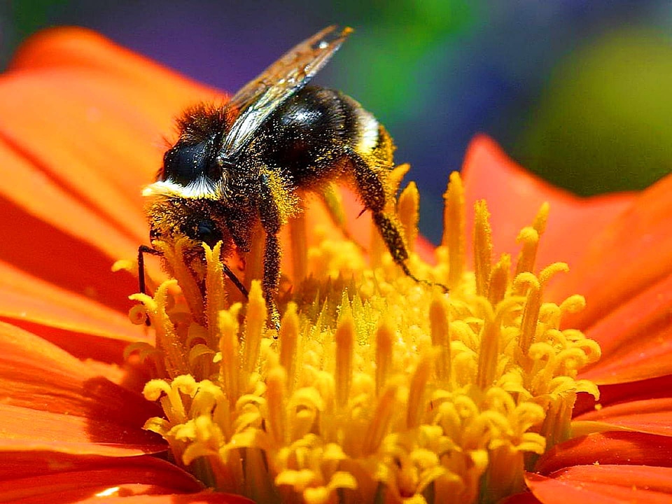 Beautiful Photo blossom bug