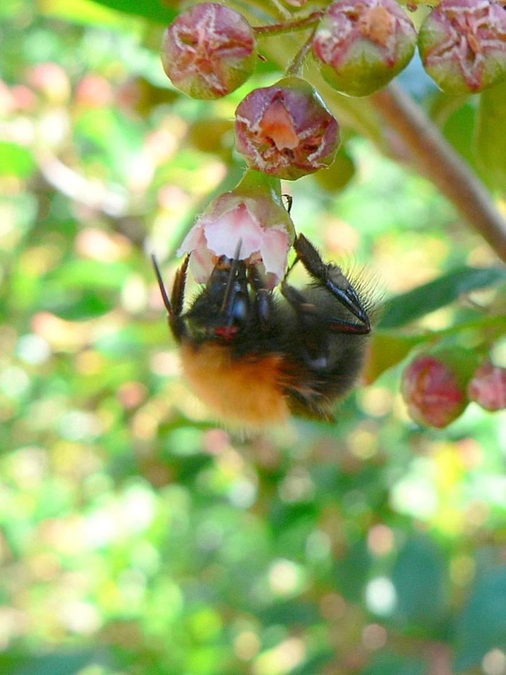 Bumblebee macro 