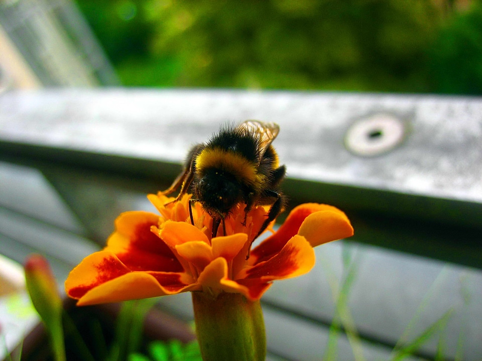 Bug bumblebee macro