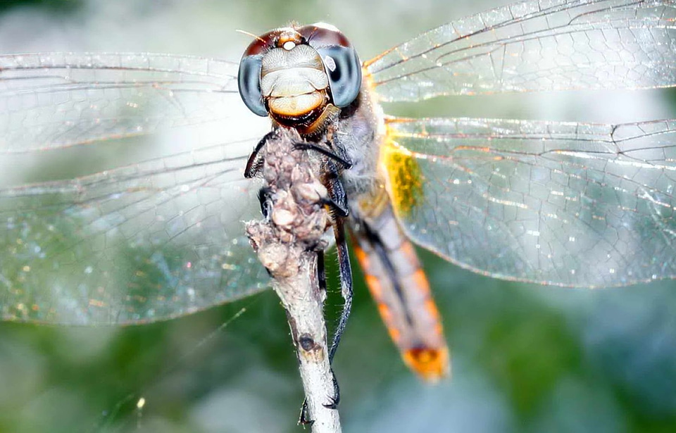 Beautiful Photo bug close