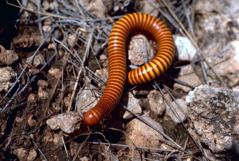 Bug centipede larva