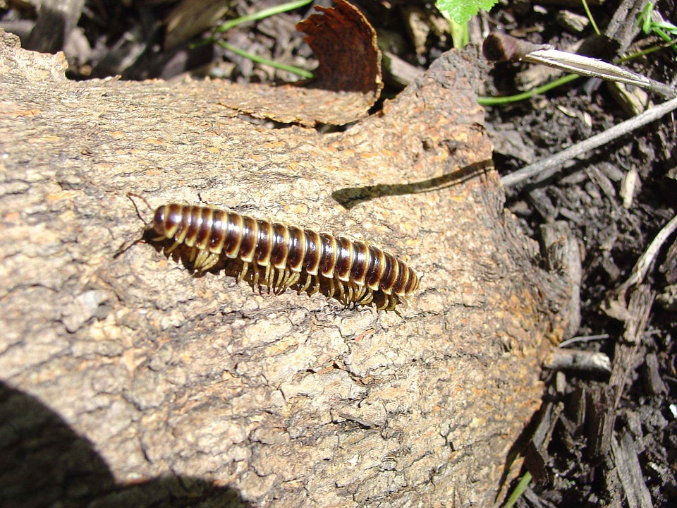 Bug centipede tree