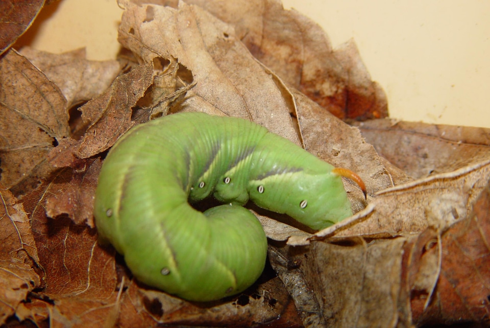 Caterpillar dead greenery