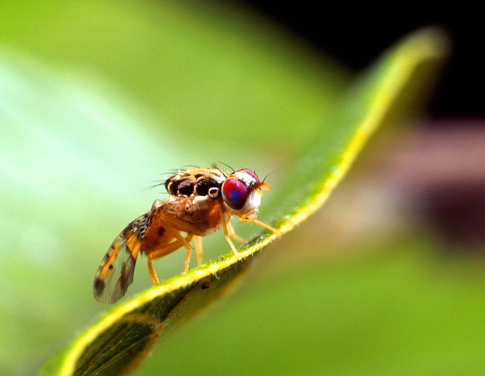 Bug close close-up