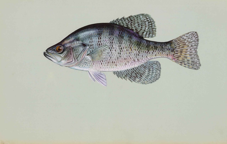 Pomoxis Annularis Pomoxis nigromaculatus white