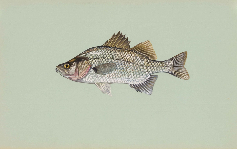 Perch white white perch