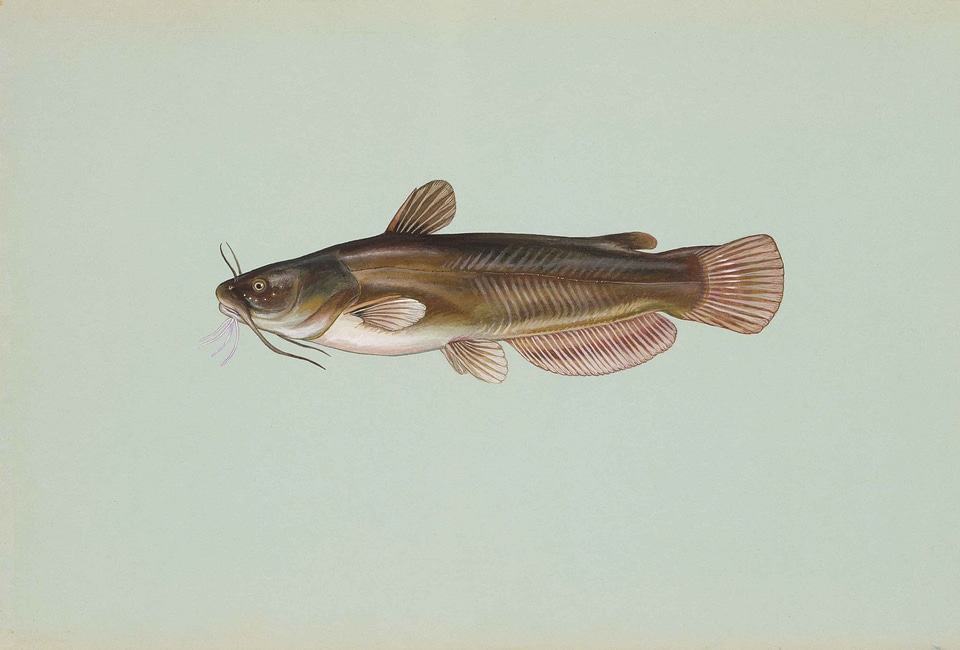 Bullhead fish yellow