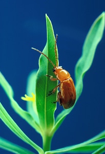 Beetle flea beetle 