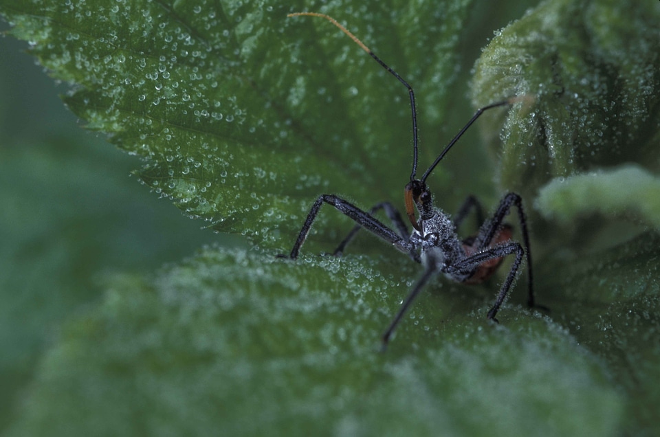 Beads bug greenery