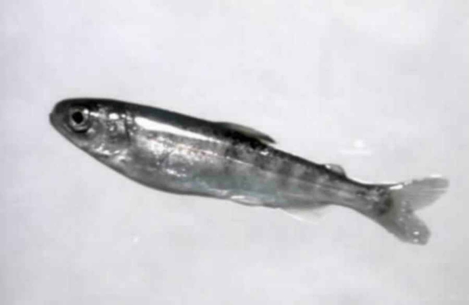 Background fish little
