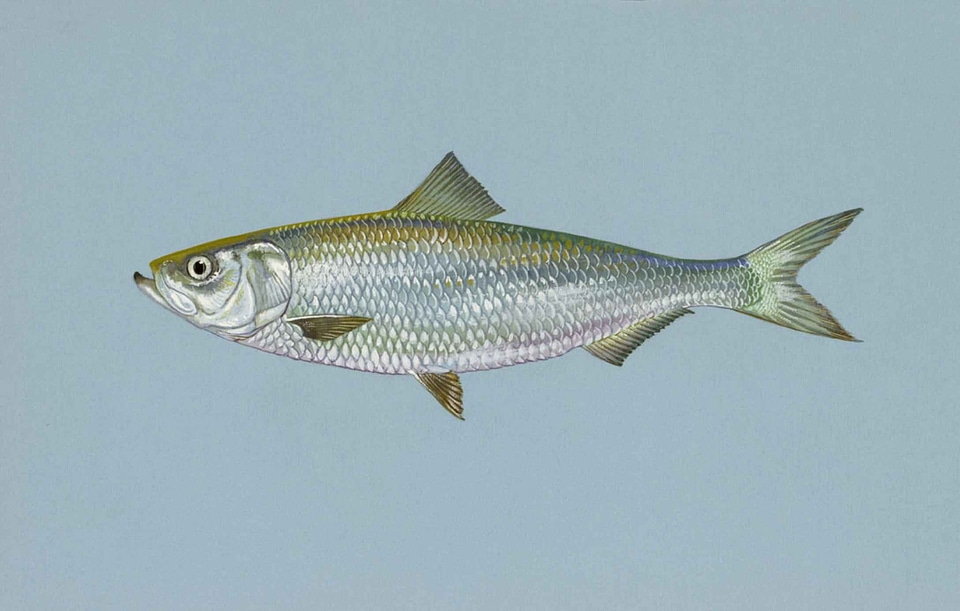 Fish Larus argentatus skipjack