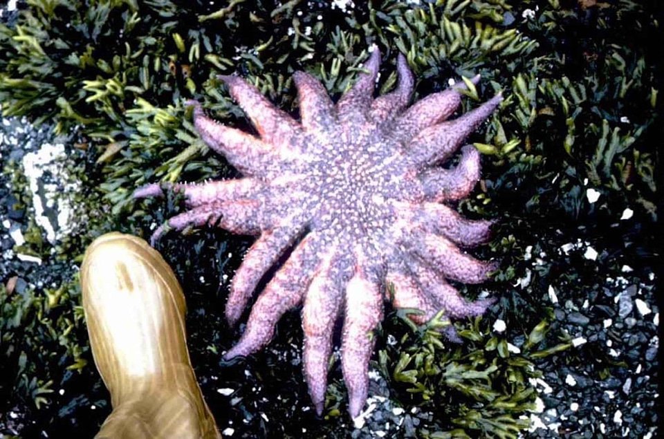 Starfish sunflower 