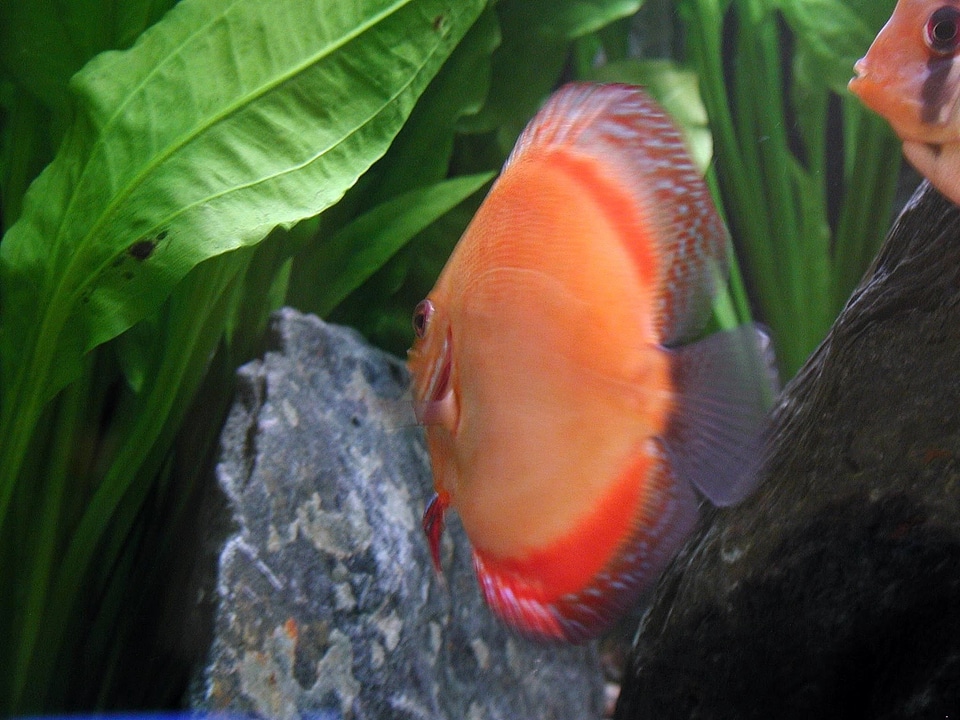 Fish mare underwater