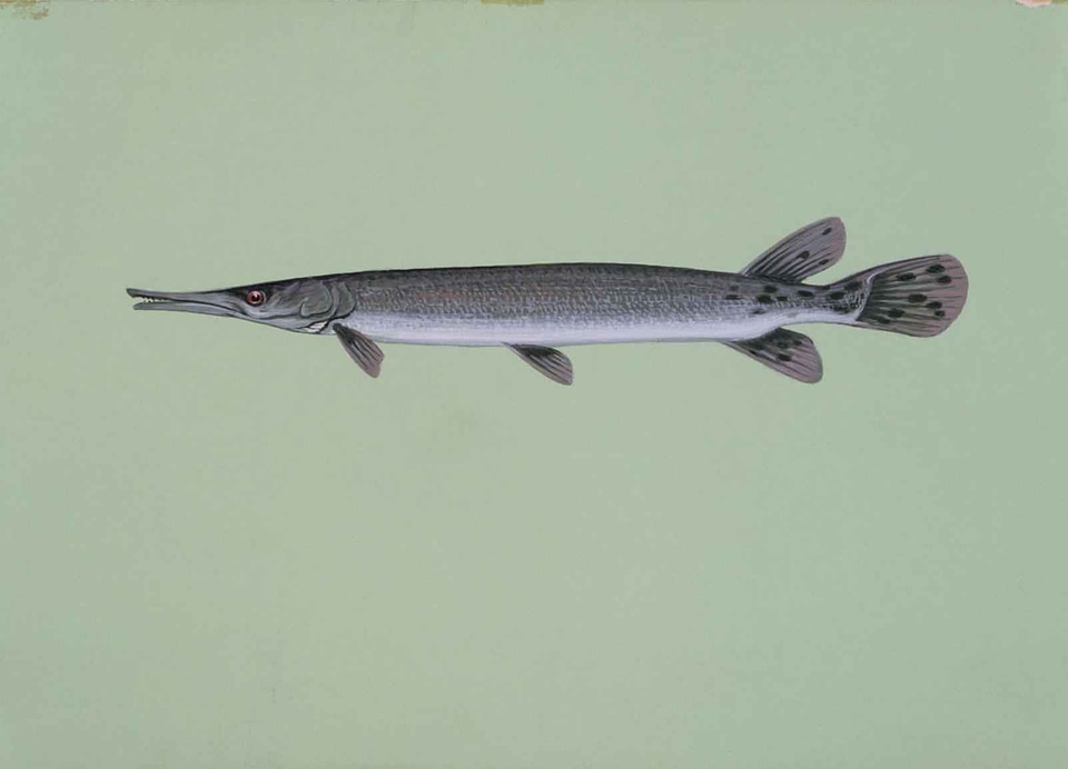 Aircraft fish 