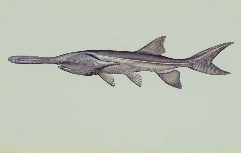 Polyodon Spathula underwater 