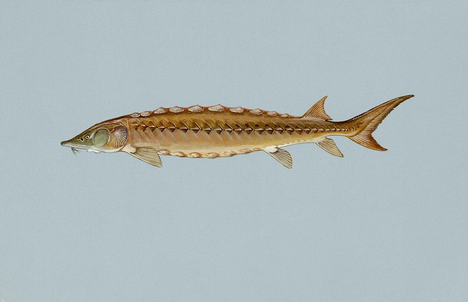 Acipenseridae Scaphirhynchinae fish 