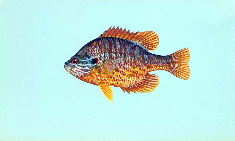 Animal fish photo