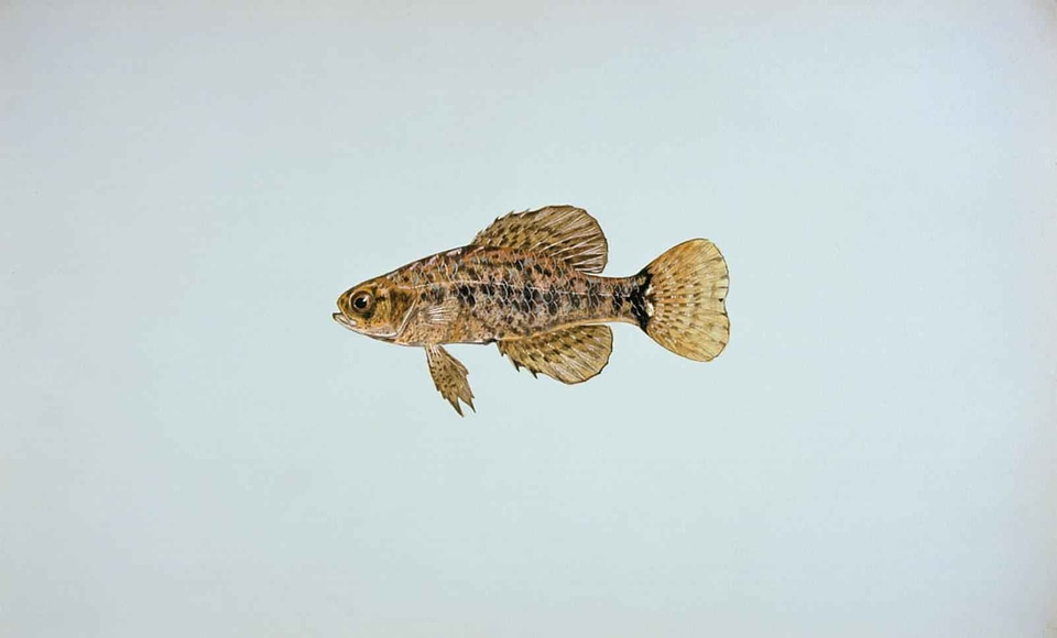 Lepomis Macrochirus  