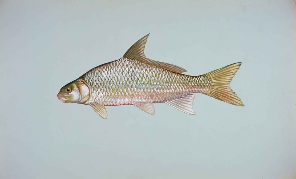 Fish river 