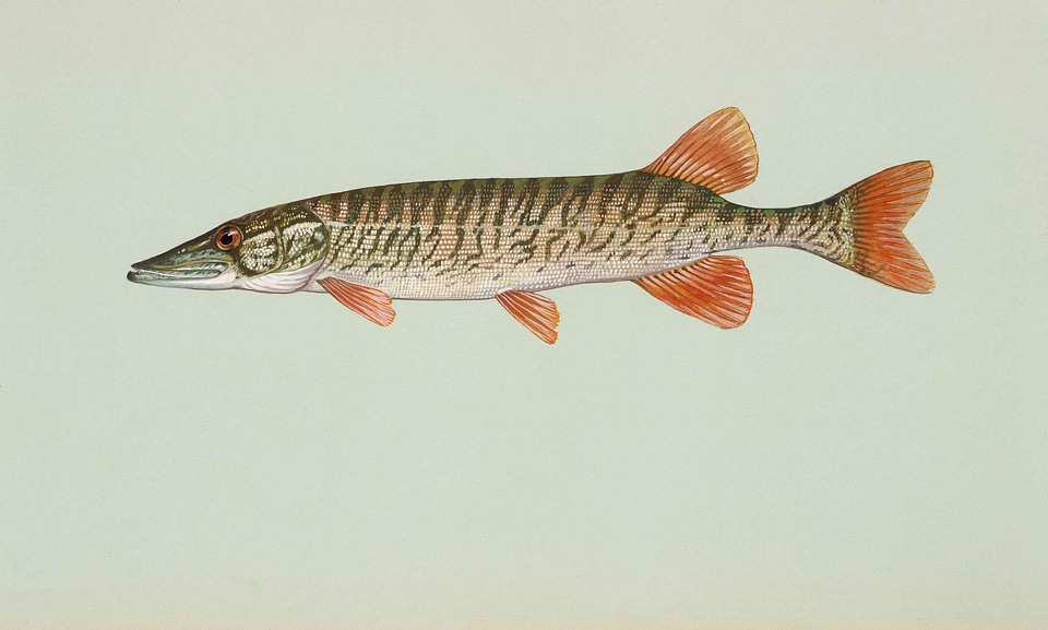 Fish  