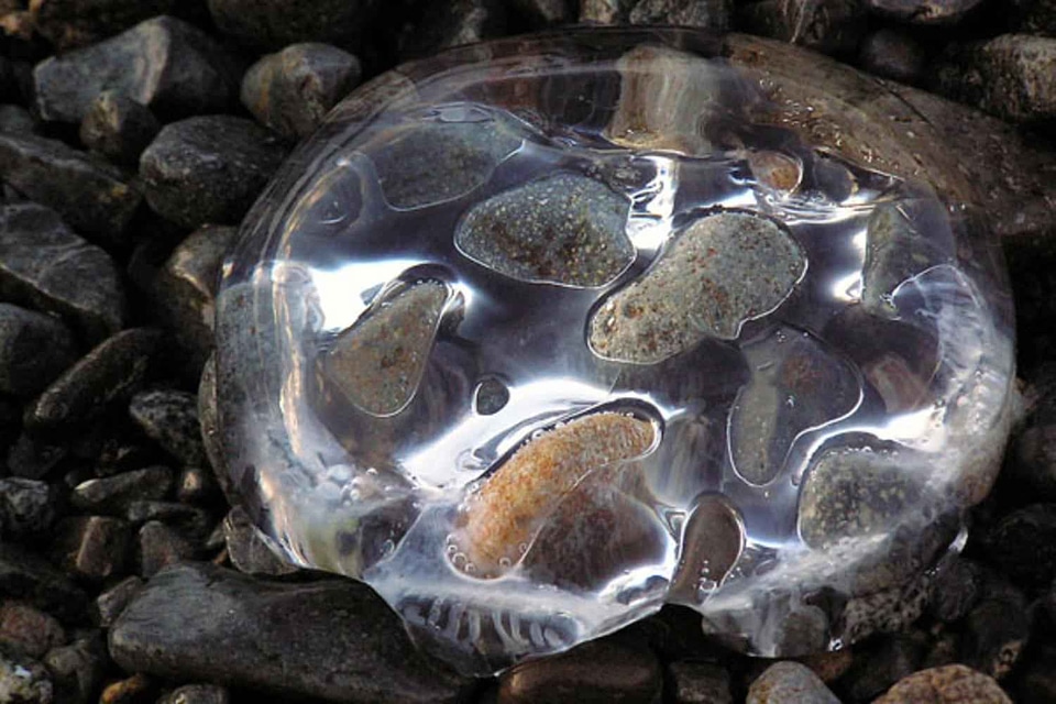 Gravel jellyfish normal