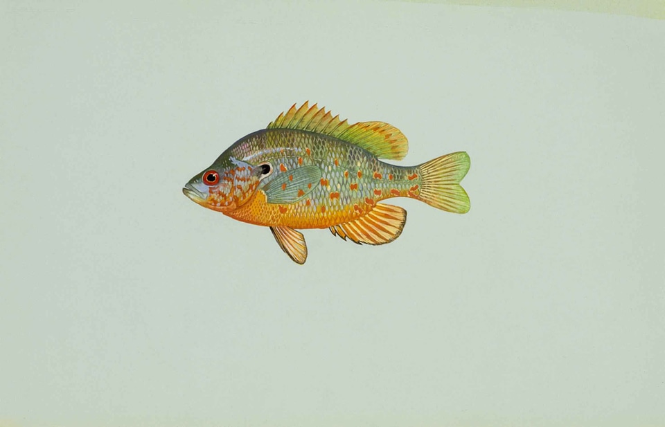 Lepomis Macrochirus orange spotted sunfish