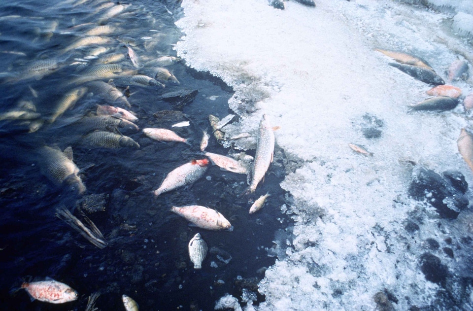 Contamination fish kill