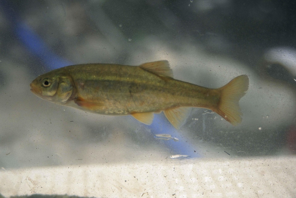 Arroyo fish Squalius cephalus