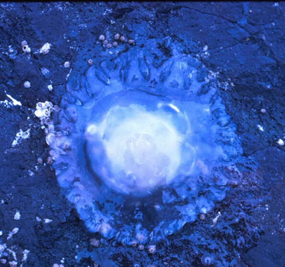 Animal jellyfish water
