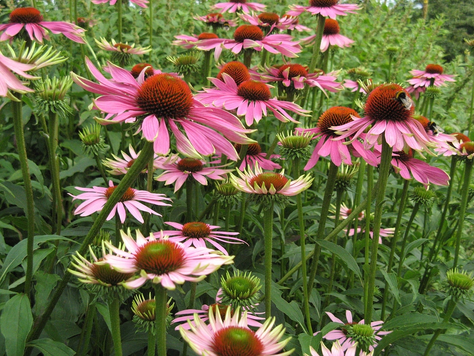 Purple coneflower flowers sun hat