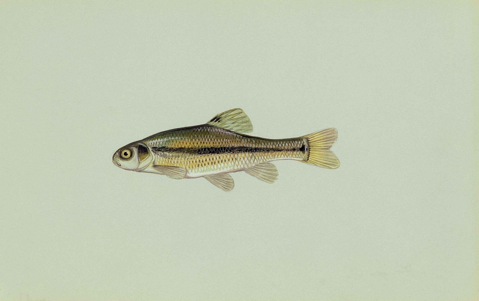 Fathead fish Pimephales notatus