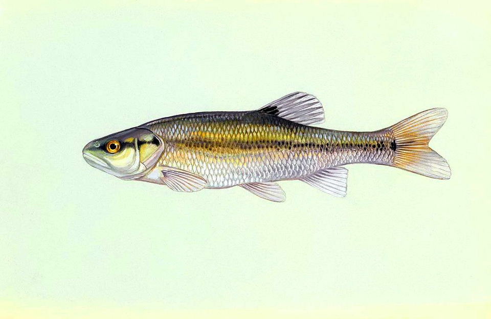Fish illustration 