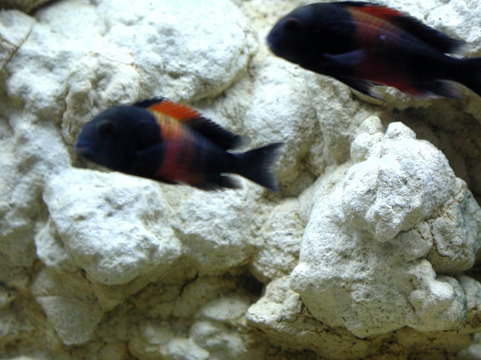 Black dark fish