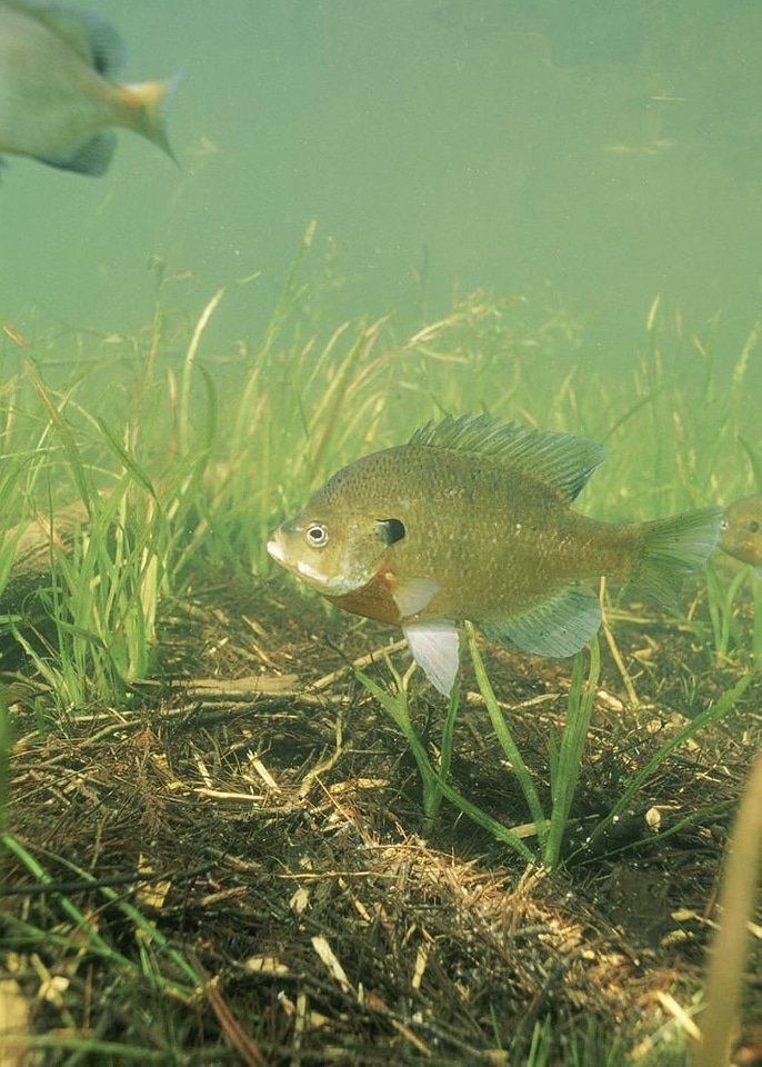 Fish Lepomis macrochirus centrarchidae underwater