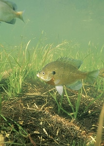 Fish Lepomis macrochirus centrarchidae underwater photo