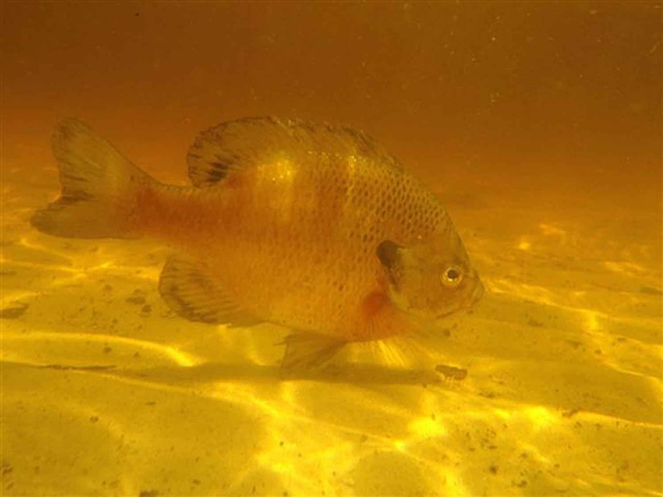 Freshwater Fish natural habitat underwater photo
