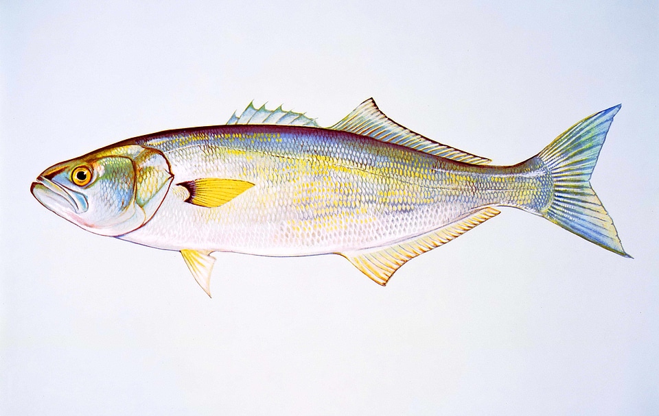 Bluefish free images image