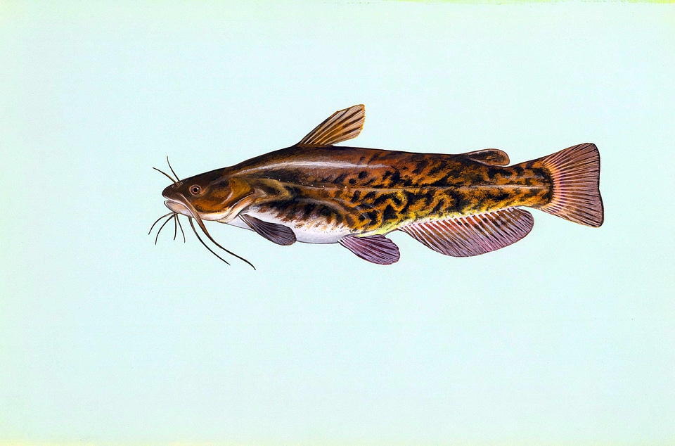 Brown brown bullhead bullhead