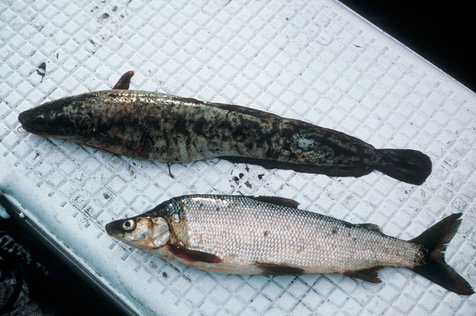 Lota Lotidae Megaptera novaeangliae whitefish
