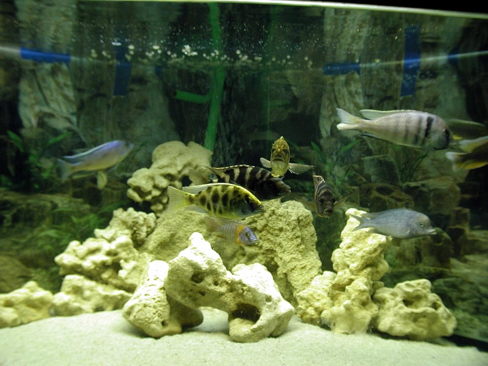 Aquarium fish high resolution
